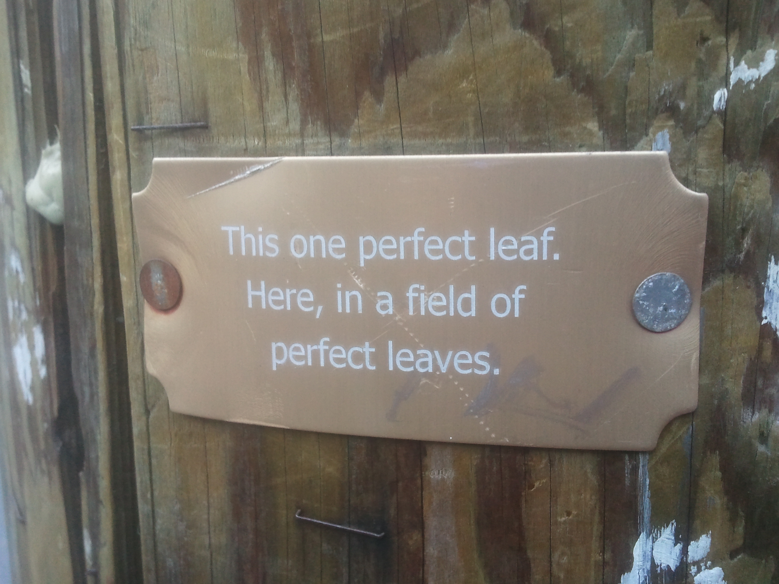 "This one perfect leaf.
Here, in a field of
perfect leaves."